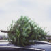 Holiday Tree Removal And Clean Up Tips