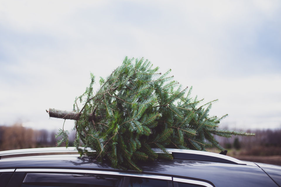 Small Christmas tree on top of the car