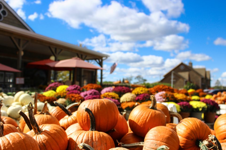 Pumpkin Patches