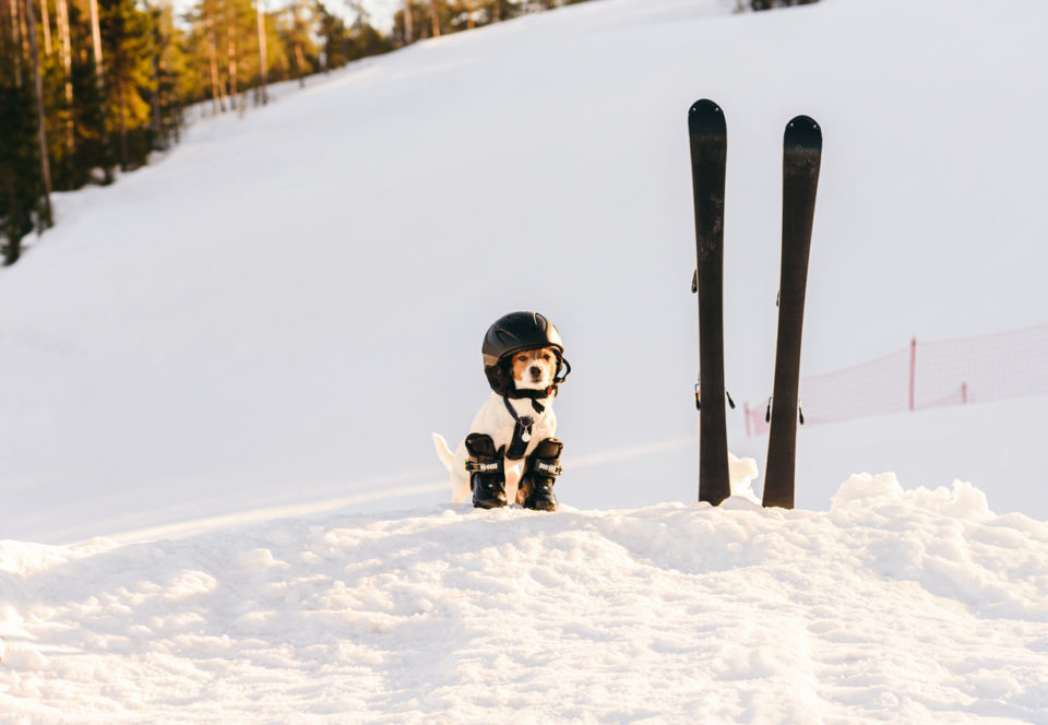 Jack Russell Terrier wearing ski helmet and boots