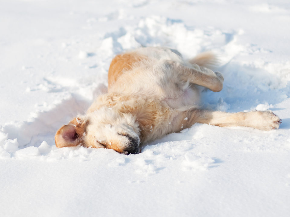 Golden Retriever rolling over in the snow