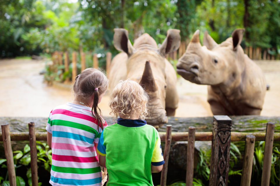 Kids feed rhino in zoo.