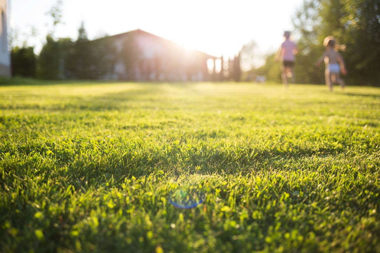 lawn at home.