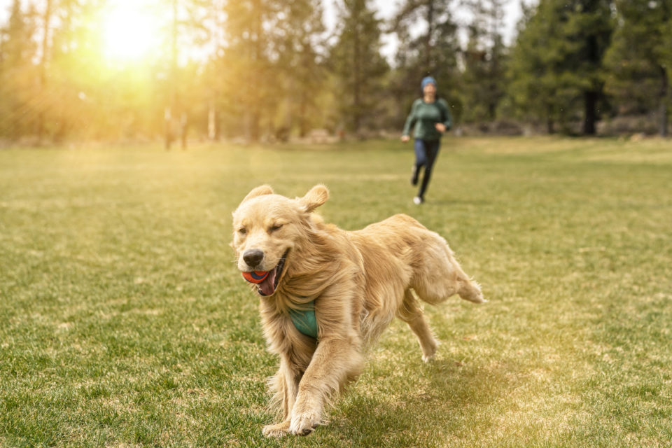 Happy and energetic golden retriever playing chase with owner